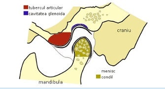 Descopera Articulatia Temporo-Mandibulara: Punctul Central al Sanatatii si Confortului Maxilarului Tau